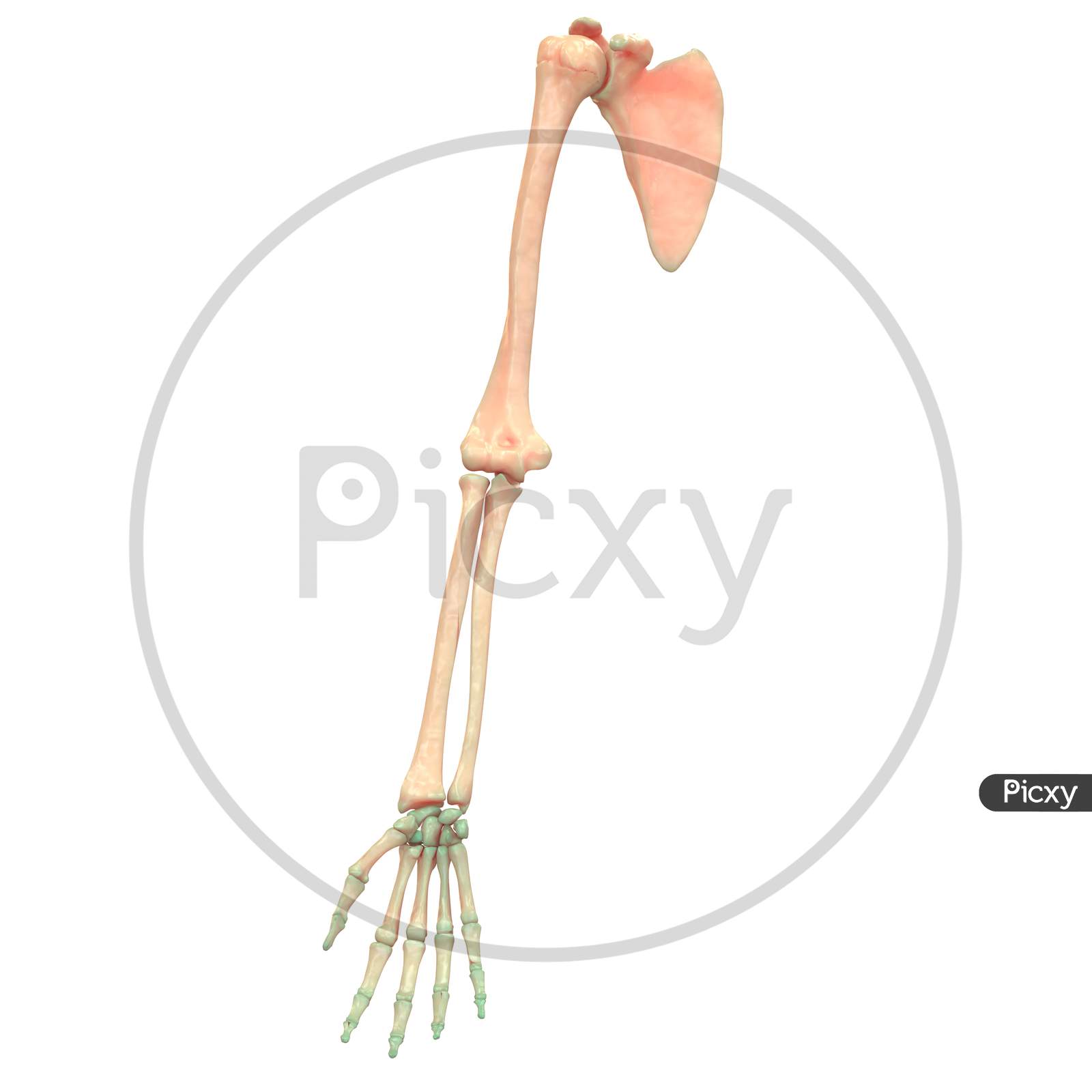 Human Skeleton System Upper Limb Anatomy