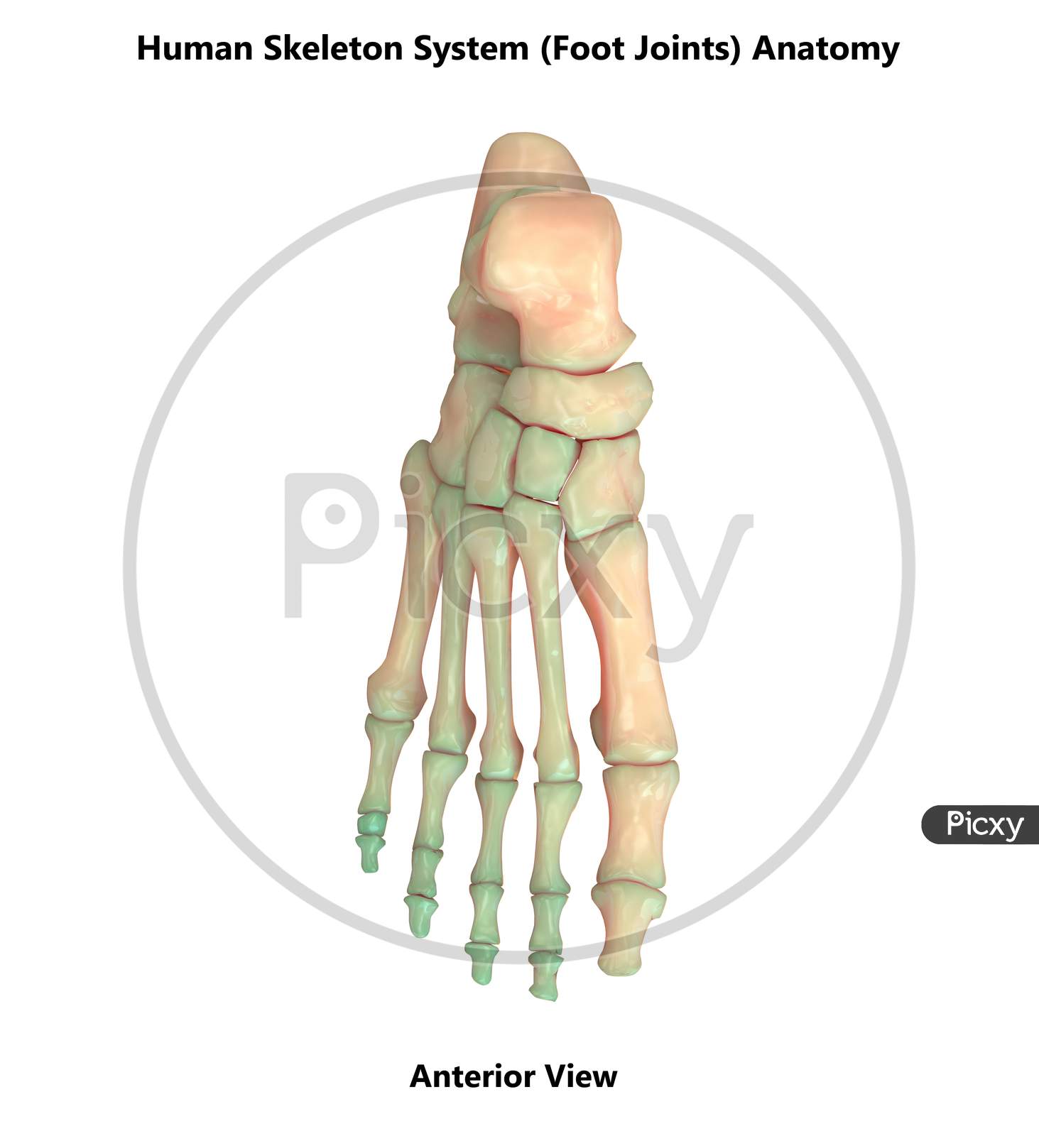 Human Skeleton System Anatomy (Foot Joints)