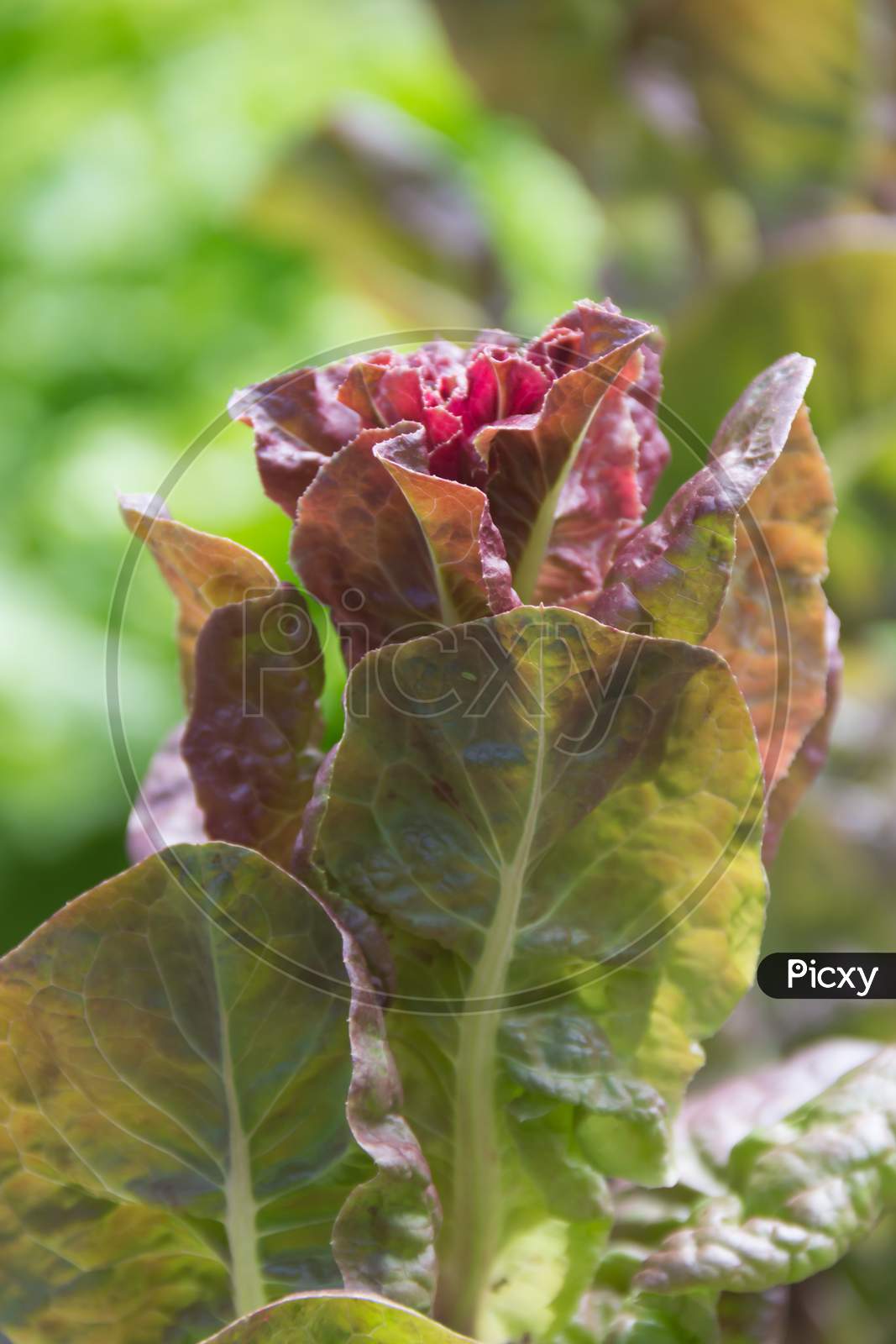 Detail Of Purple Lettuce Flower In The Organic Garden