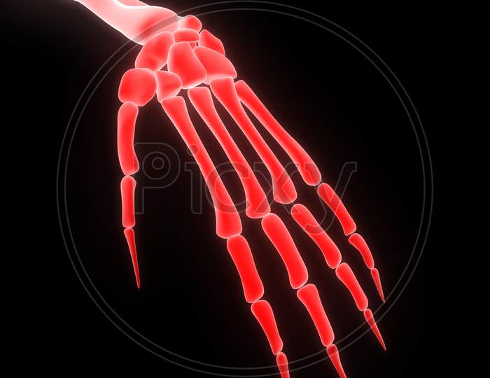 Human Skeleton System Hand Joints Anatomy