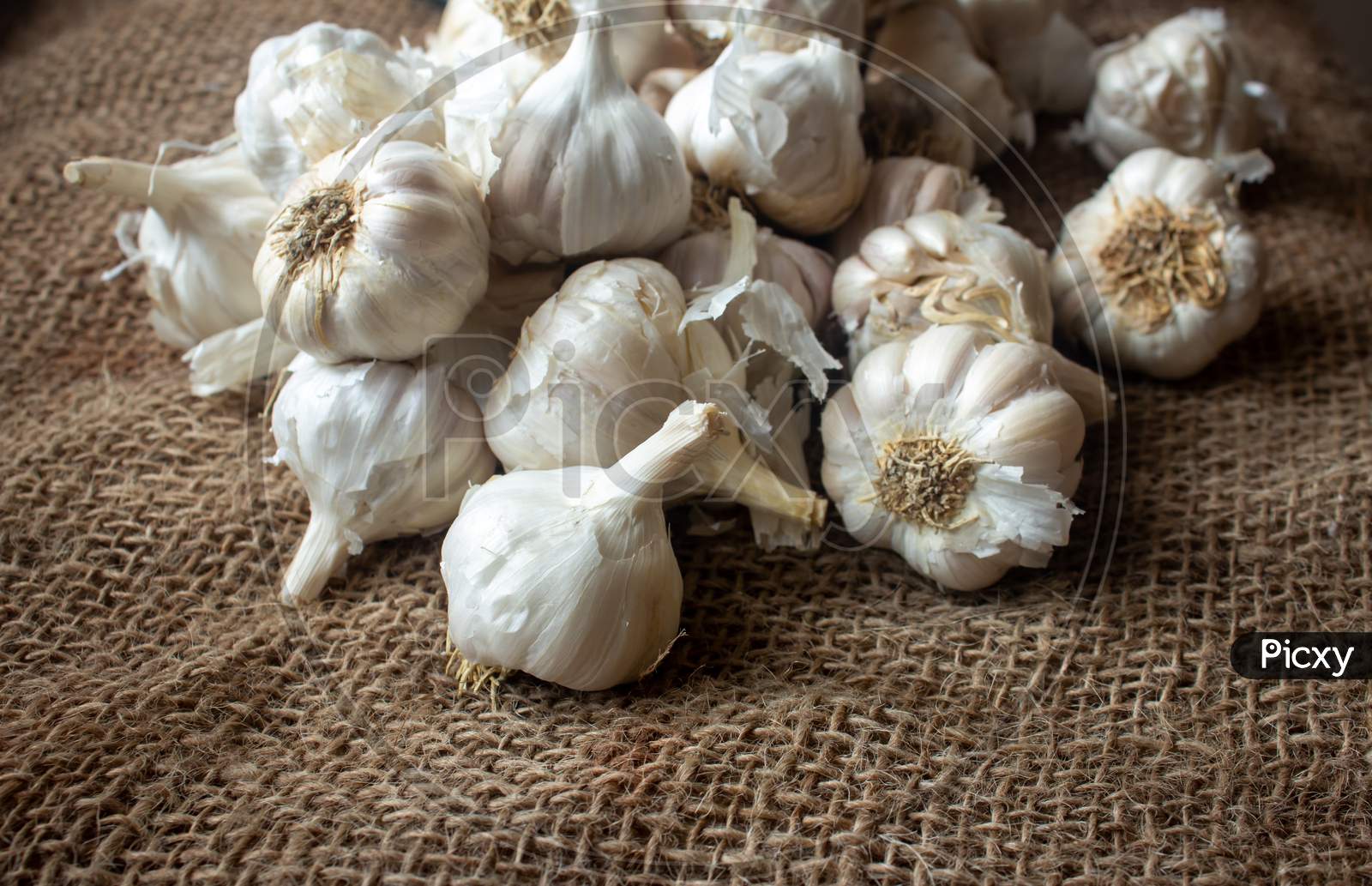View Of Whole Garlic Bulbs. Garlic Helps Build Immunity Against Cold And Flu.