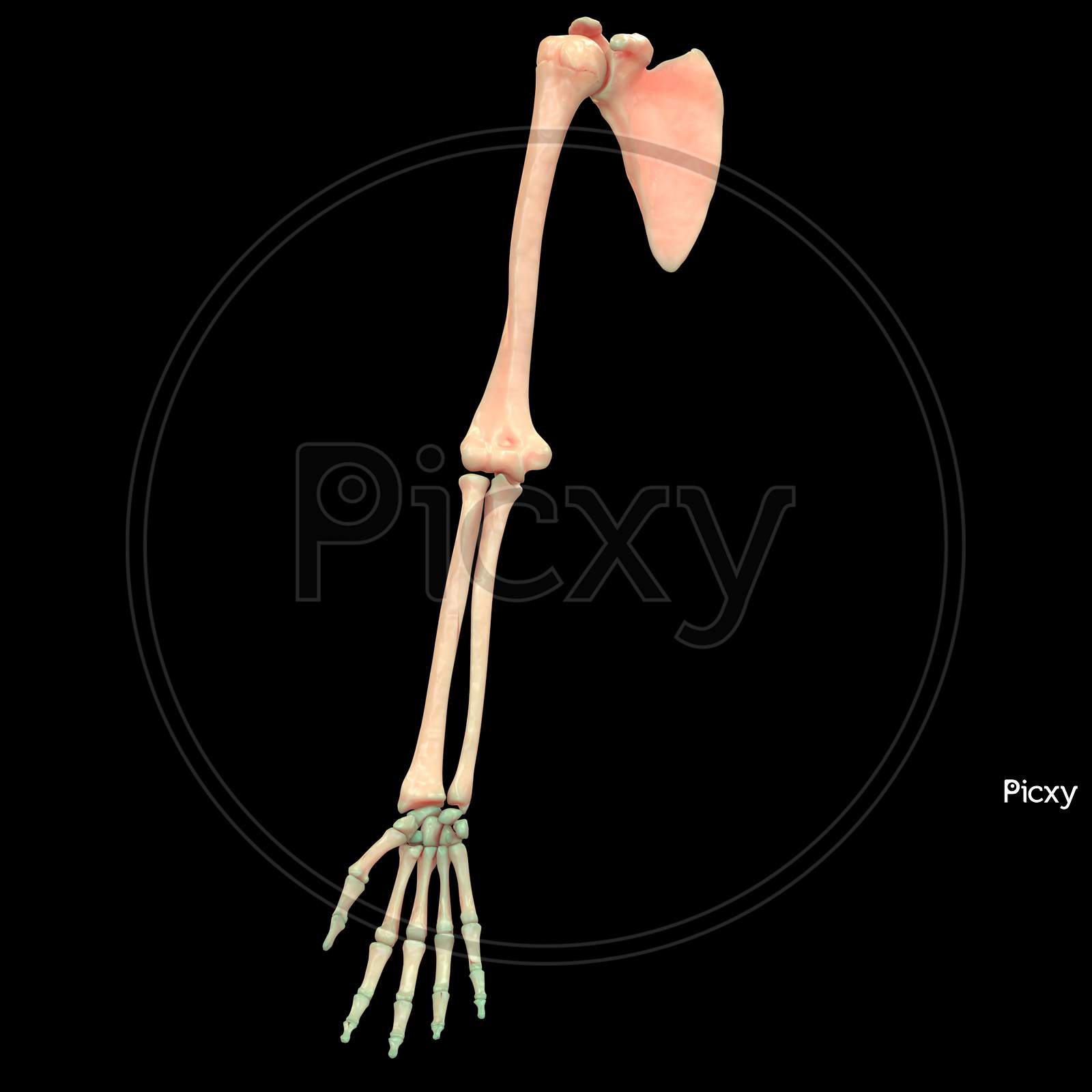 Human Hand with Shoulder Anatomy