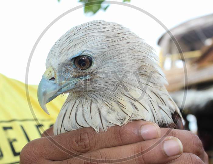An Indian eagle in the hands