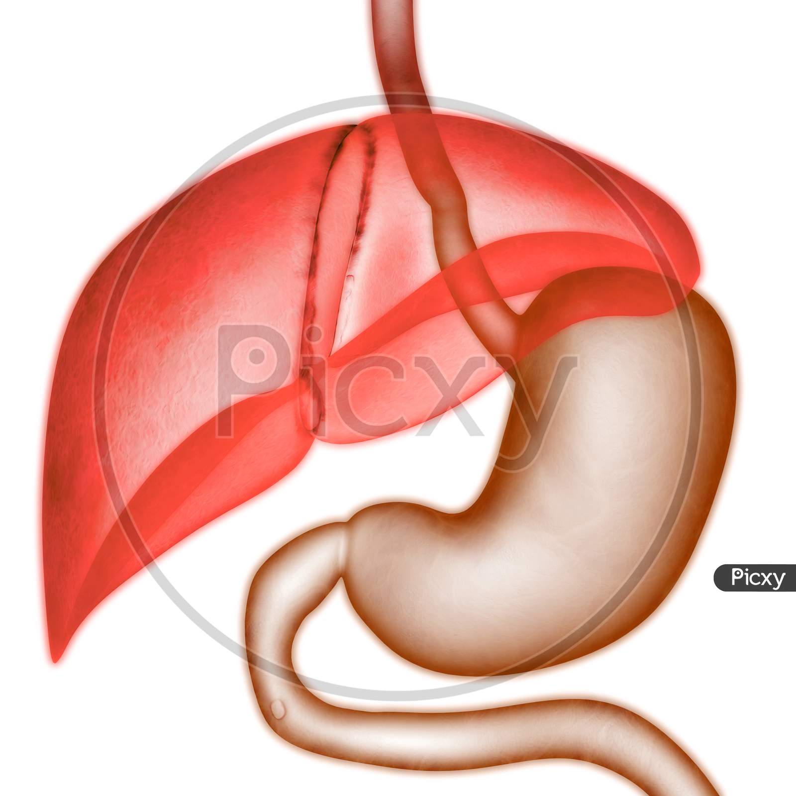 Human Internal Digestive Organ Liver with Stomach Anatomy