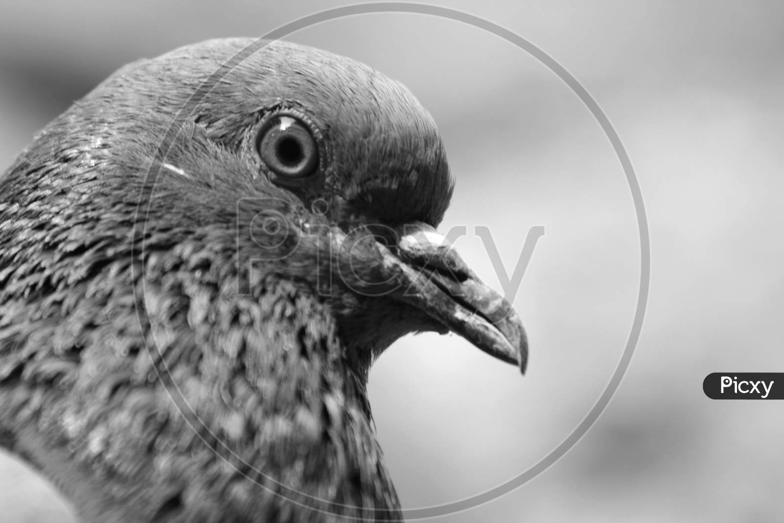 Close up shot of a Pigeon