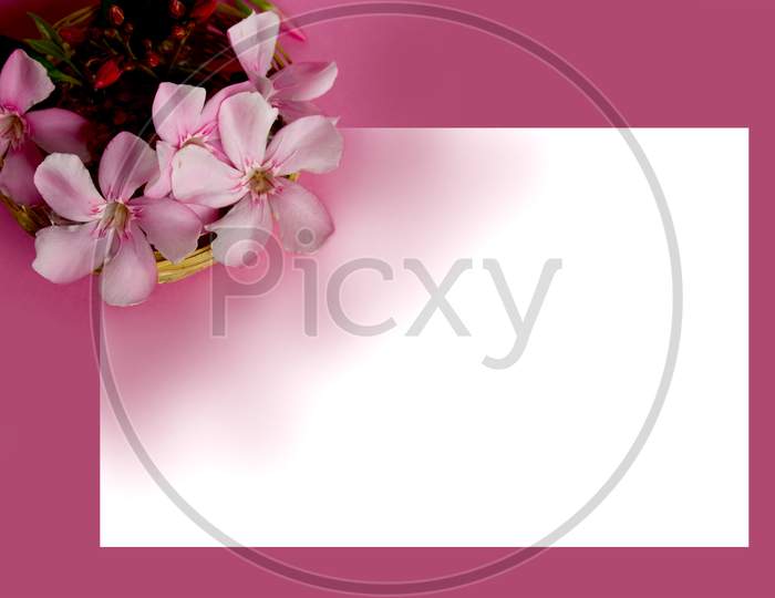 Selective Focus on Pink Nerium Oleander Flowers with Pink Background