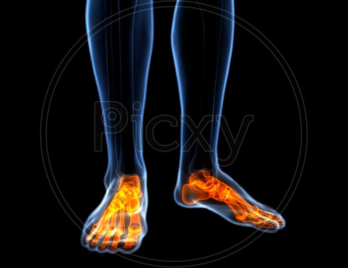 Human Body Skeleton of Foot Anatomy