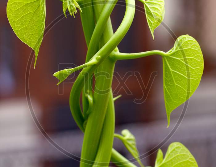 Selective Focus on Green Leaves