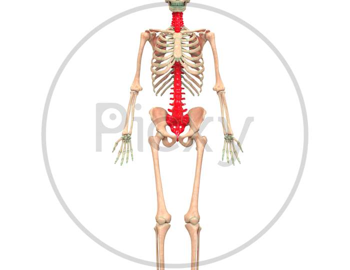 Human Skeleton System Anatomy (Vertebral Column)