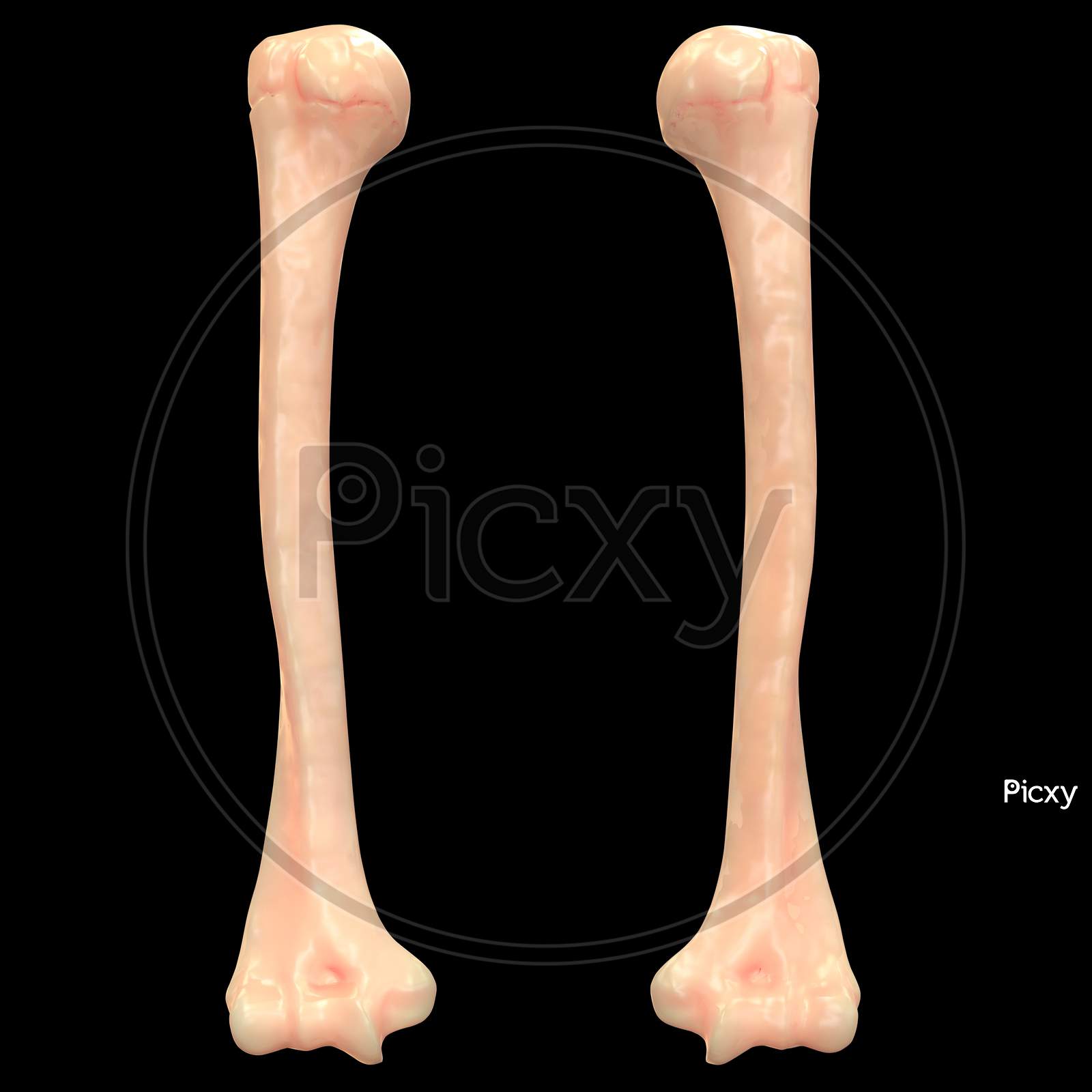 Human Body Skeleton System Femur Anatomy