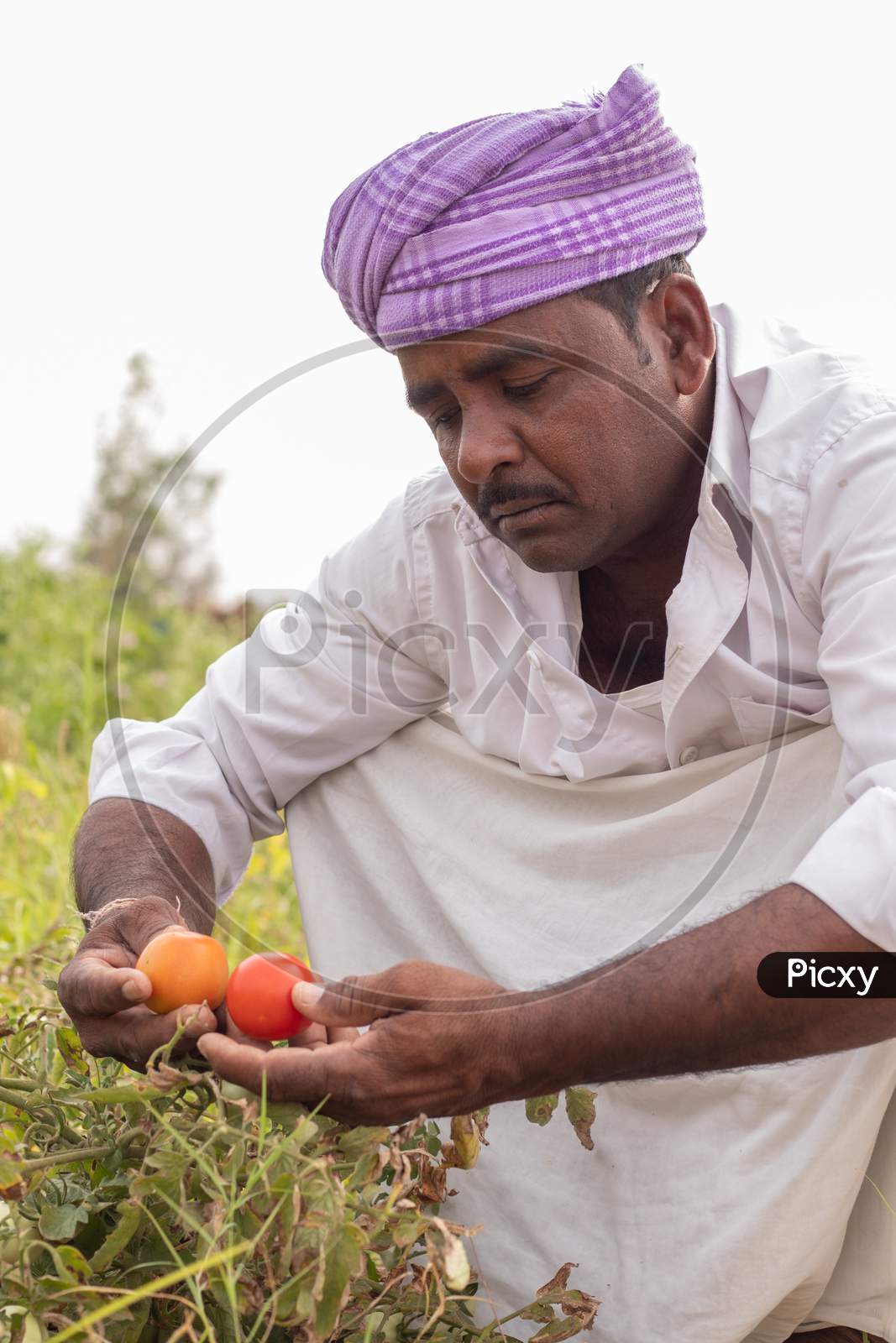 An Indian Farmer holding Tomatoes in Agriculture Field
