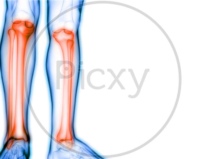 Human Body Skeleton System Fibula and Tibia Anatomy