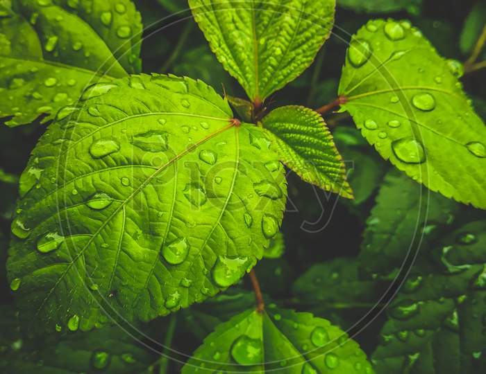 Close-up view of leaf after the rain