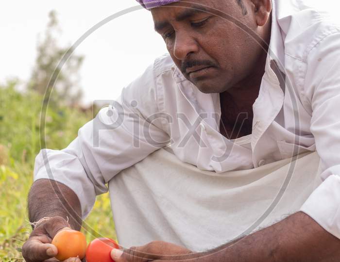 An Indian Farmer holding Tomatoes in Agriculture Field