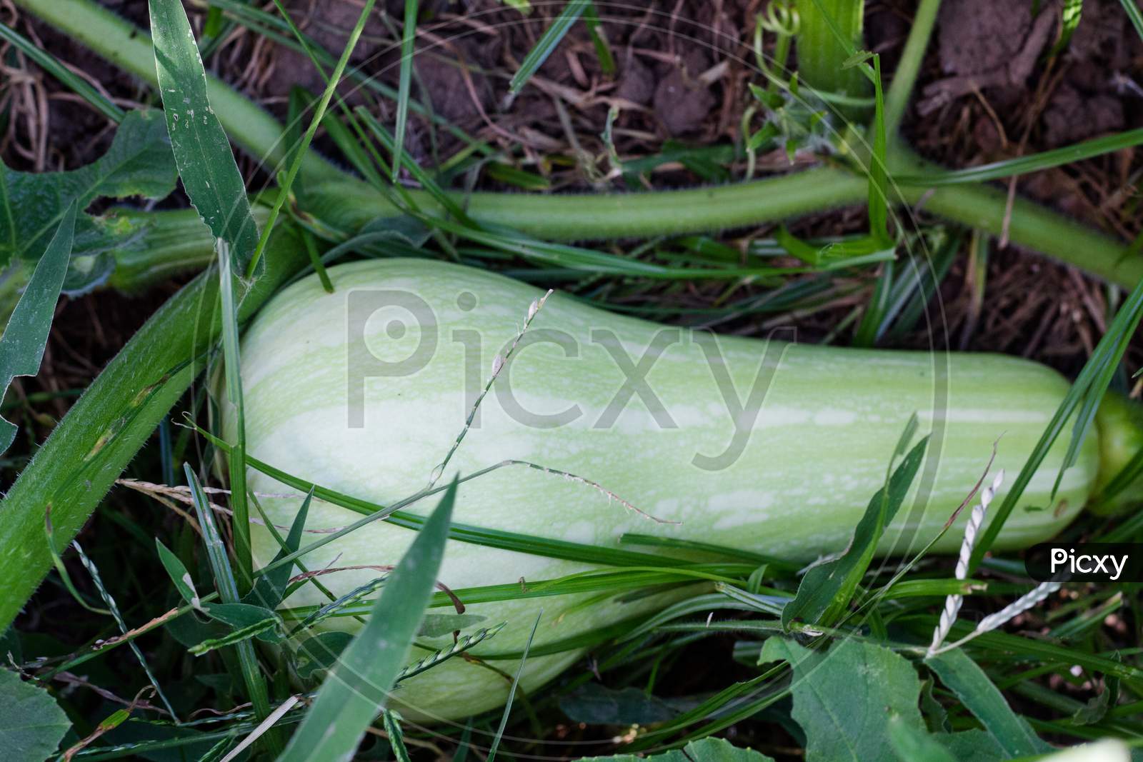 Unripe Green Squash Or Pumpkin On The Organic Garden Plant
