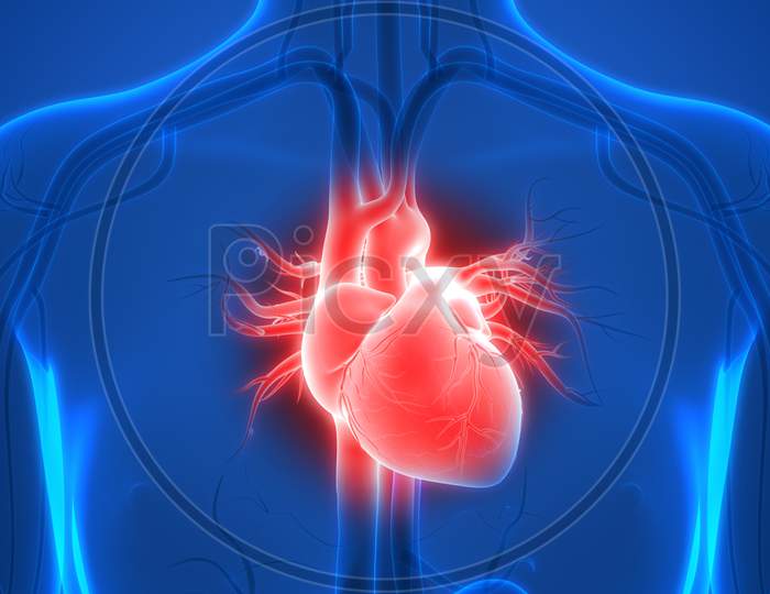 Human Circulatory System Heart Anatomy