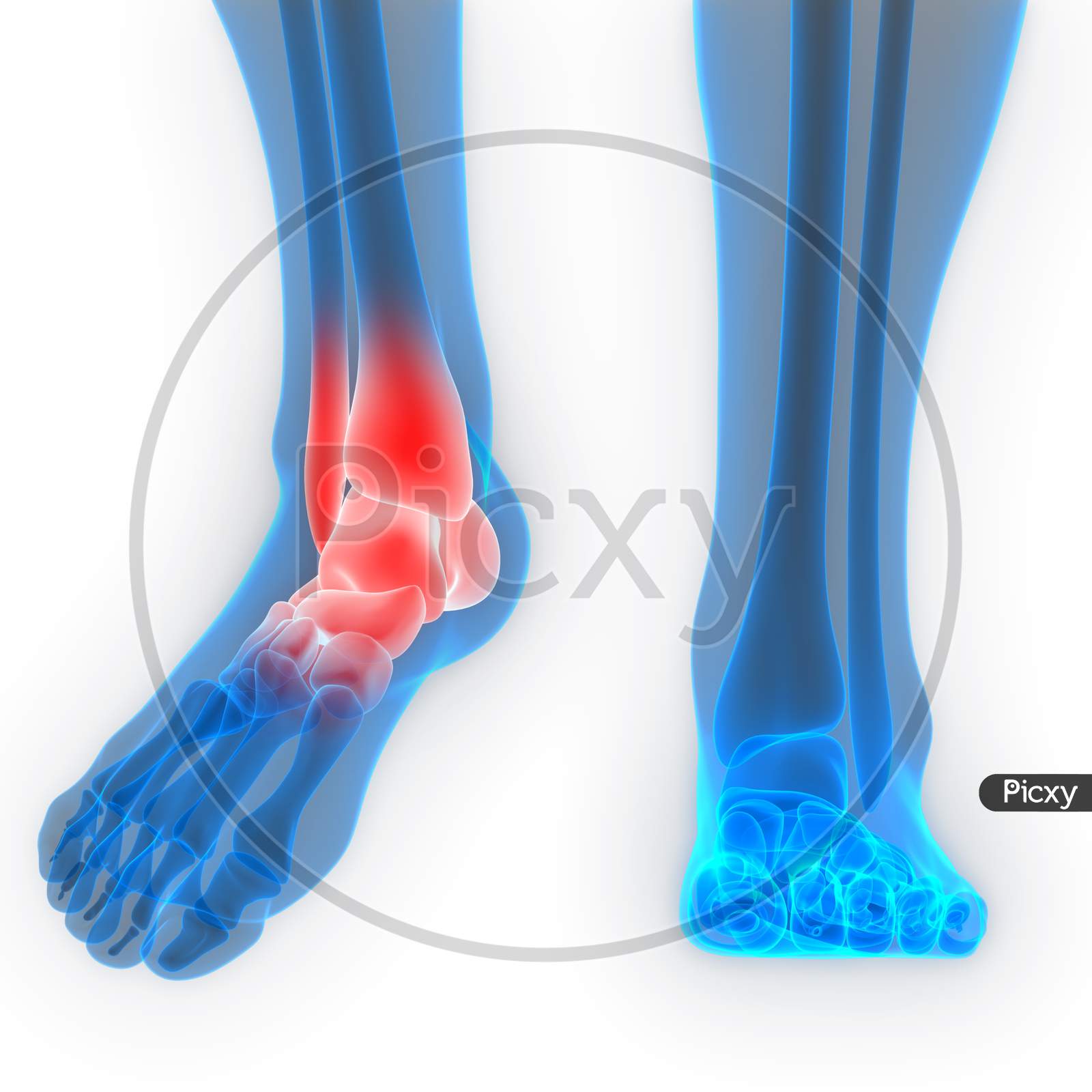 Human Skeleton System Feet Joints Anatomy