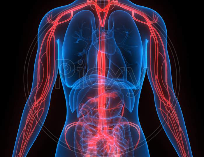 Human Body Nervous System Anatomy