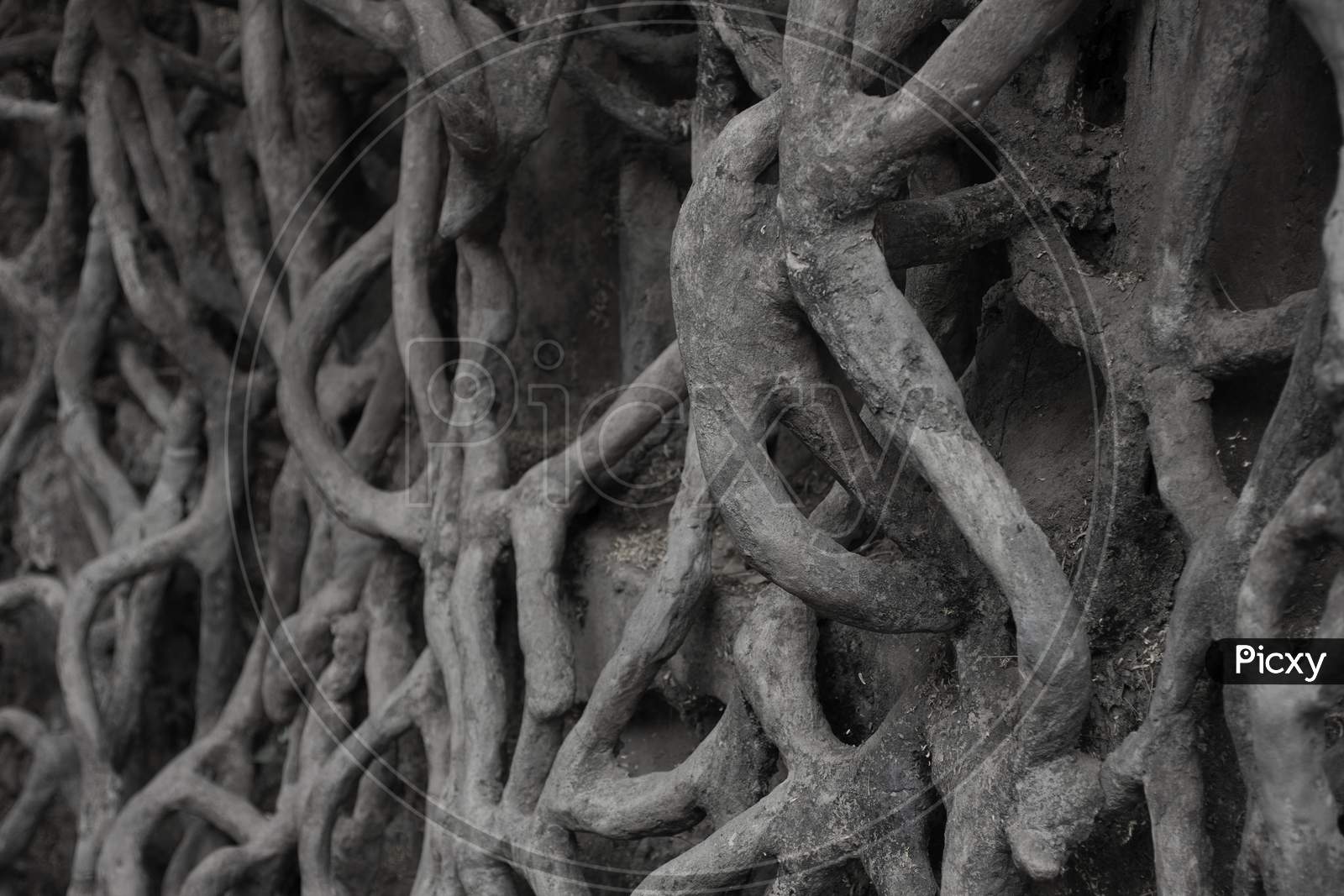 Close up shot of tree roots