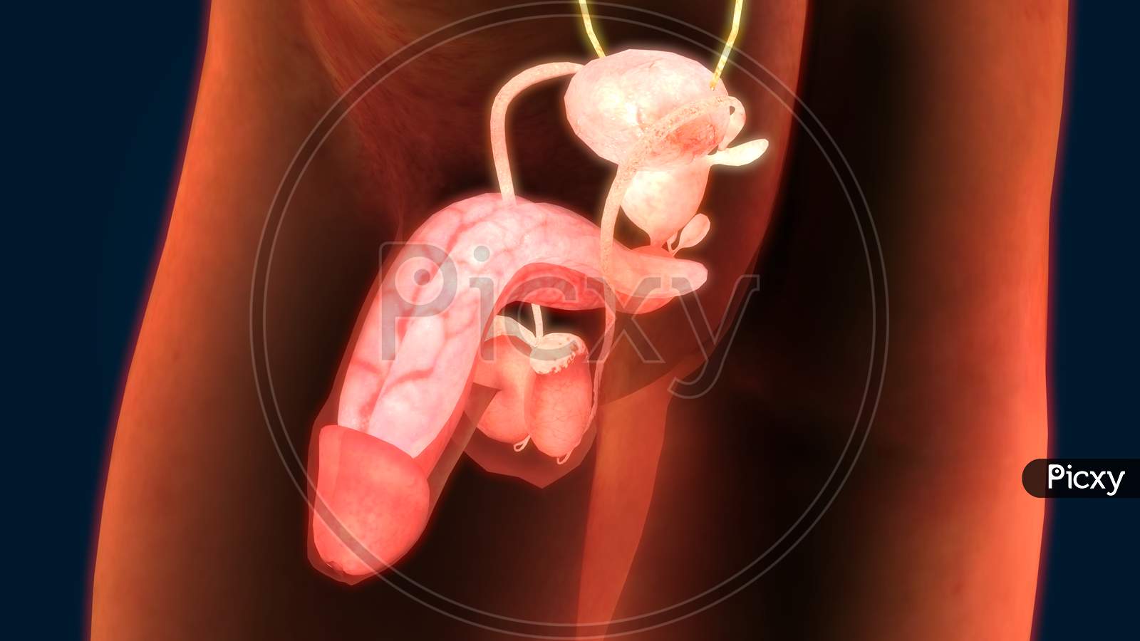 Image of Male Reproductive System Anatomy-PX512341-Picxy