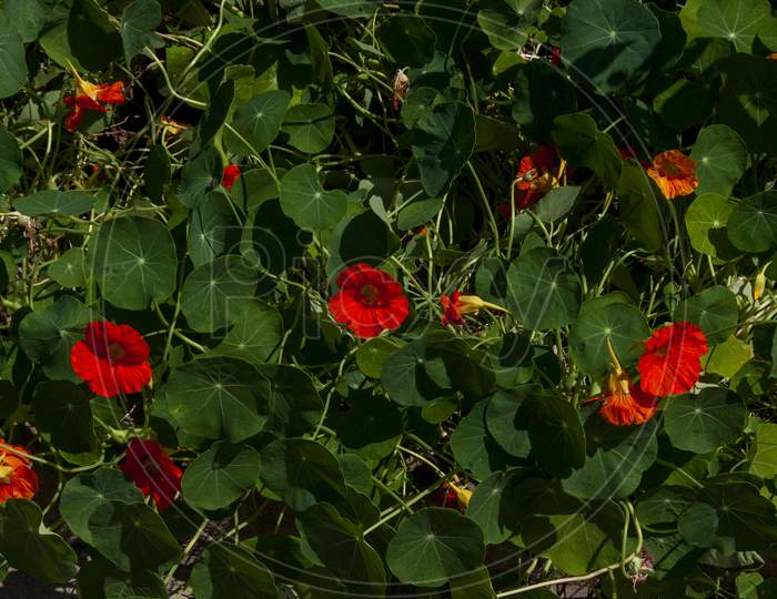 Tropaeolum Majus Is A Species Of Flowering Plant In The Family Tropaeolaceae, Originating In The Andes From Bolivia North To Colombia