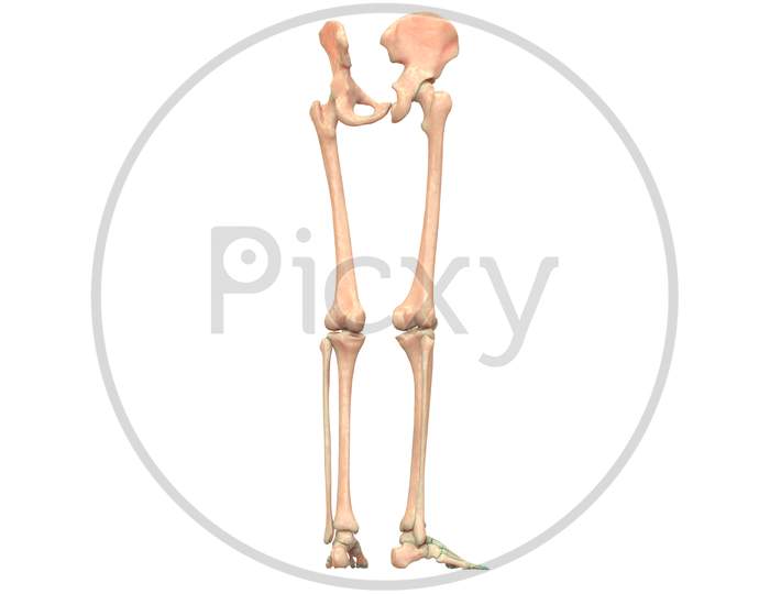 Human Body Legs Anatomy