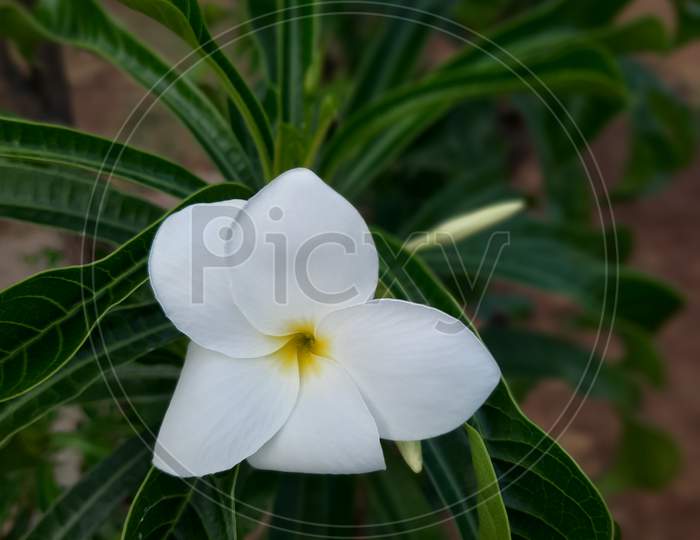 Close-Up Of A White Flower As Singapore Graveyard Flower