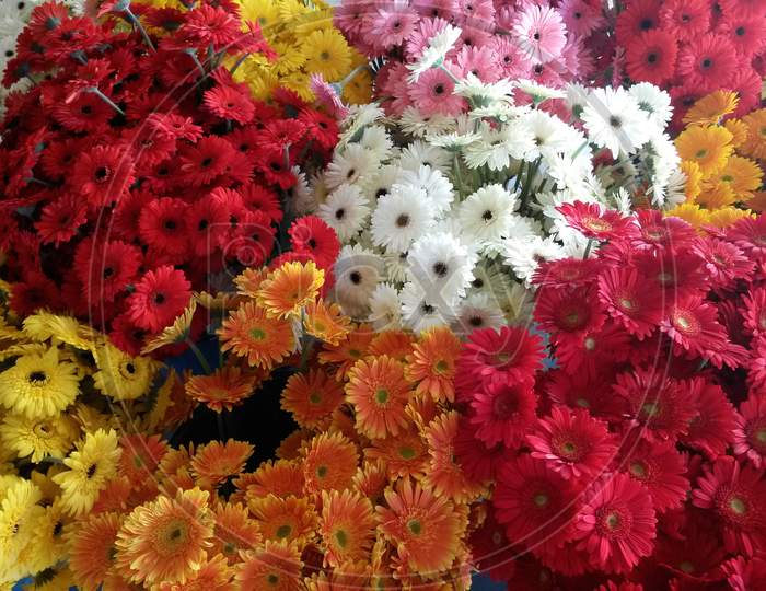Different Color Gerbera Flowers Bunches