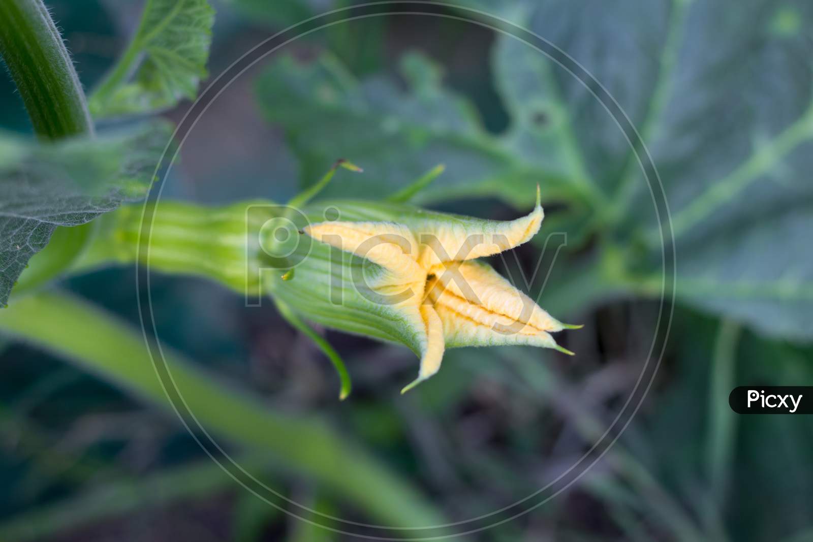 Female Yellow Flower Of The Pumpkin Opening With The Fruit