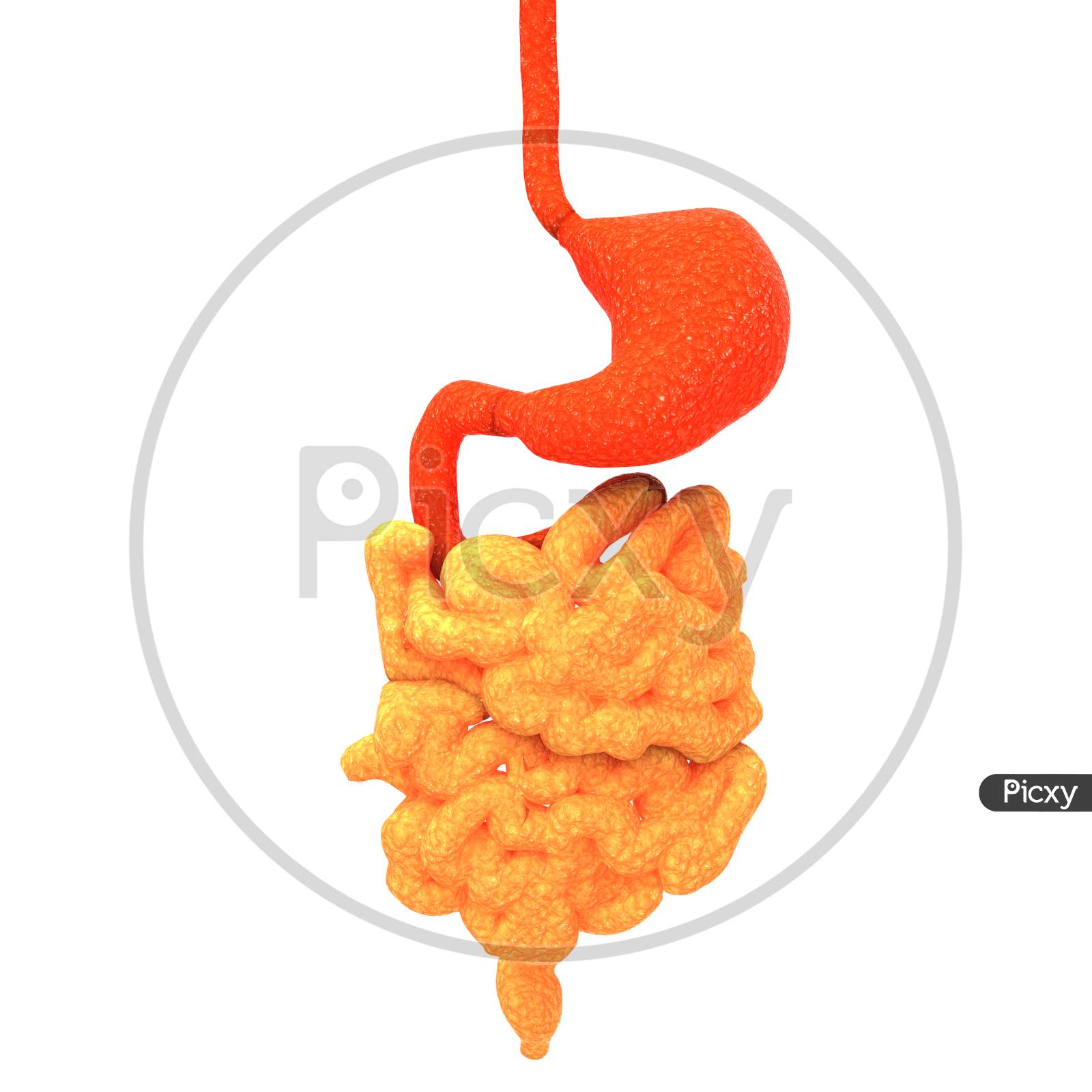 Human Digestive System Stomach with Intestine Anatomy