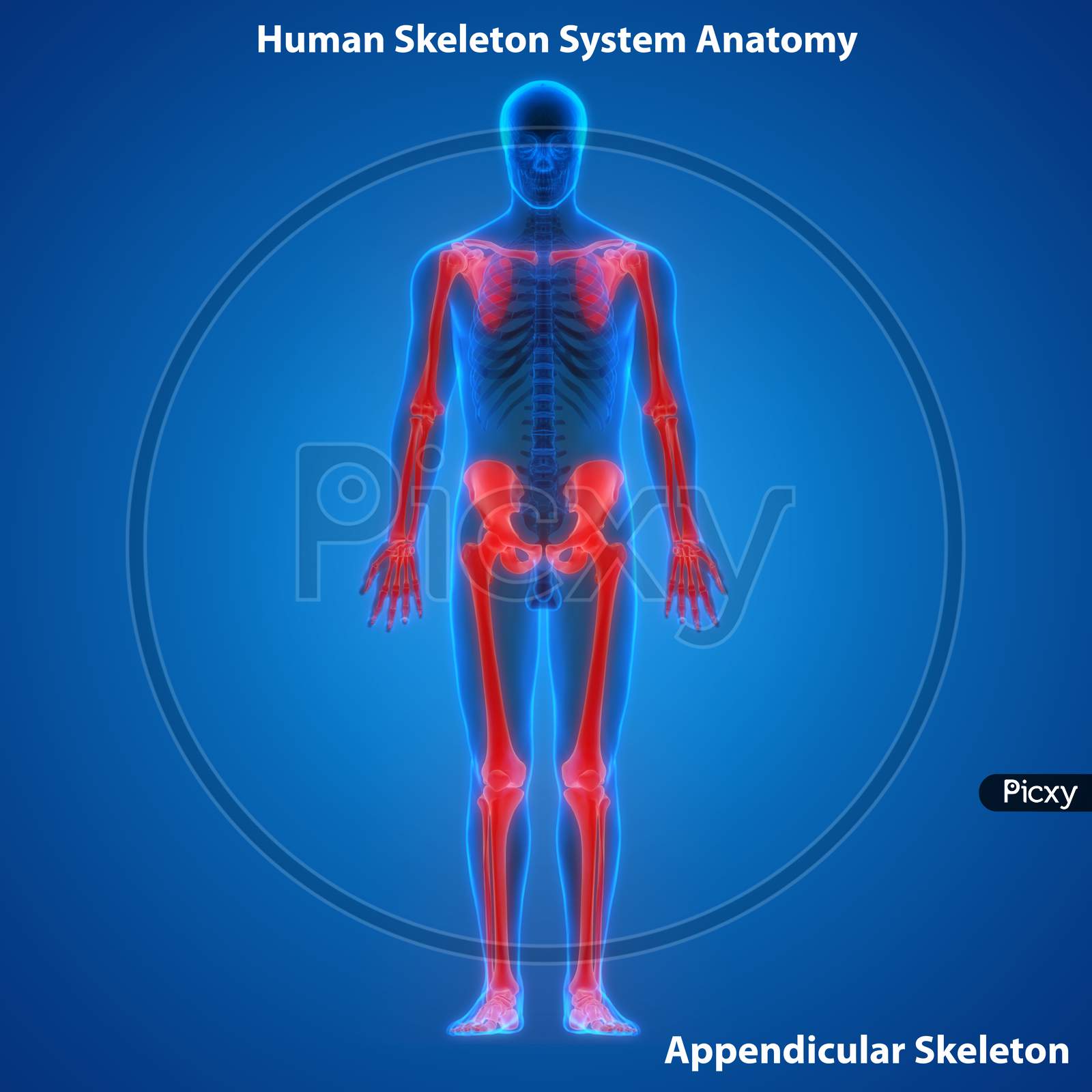 Human Appendicular Skeleton