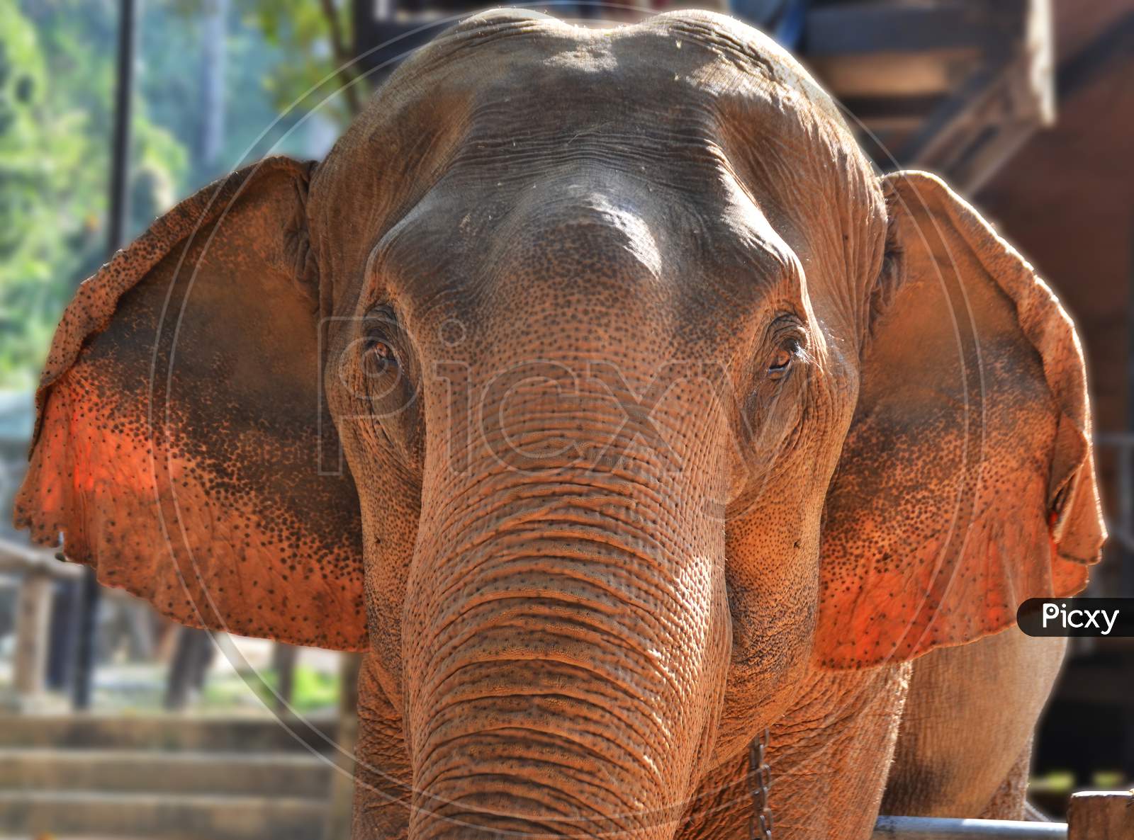 Close up of a Thai elephant
