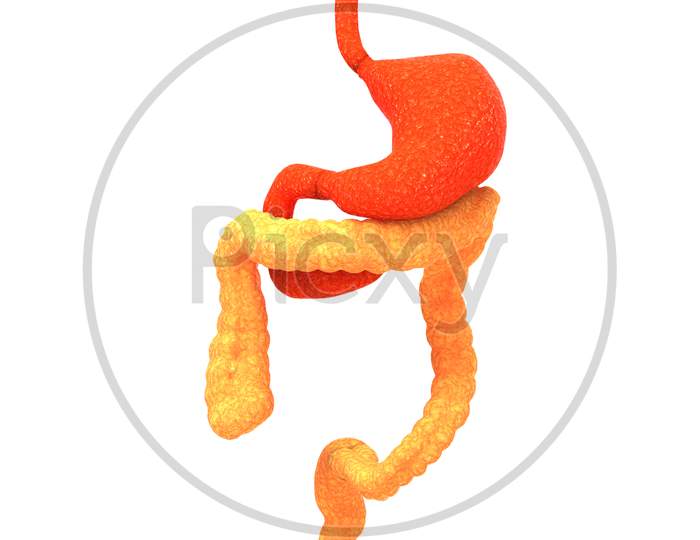 Human Digestive System Stomach with Large Intestine Anatomy