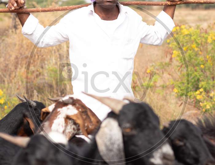 A herdsman with goats in a rural area