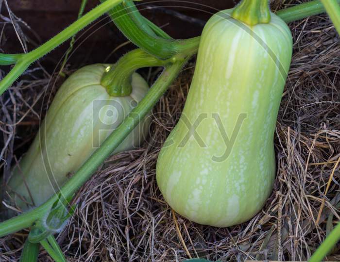 Unripe Green Squash Or Pumpkin On The Organic Garden Plant