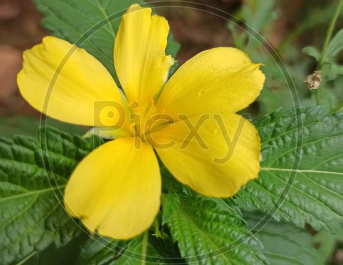 Yellow nature flower