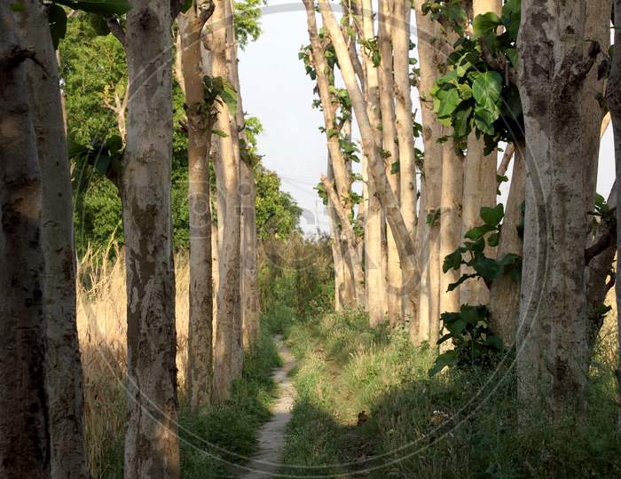 A Walking Path alongside the trees