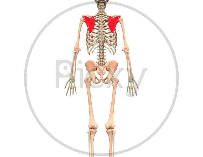 Human Skeleton System Anatomy (Scapula)