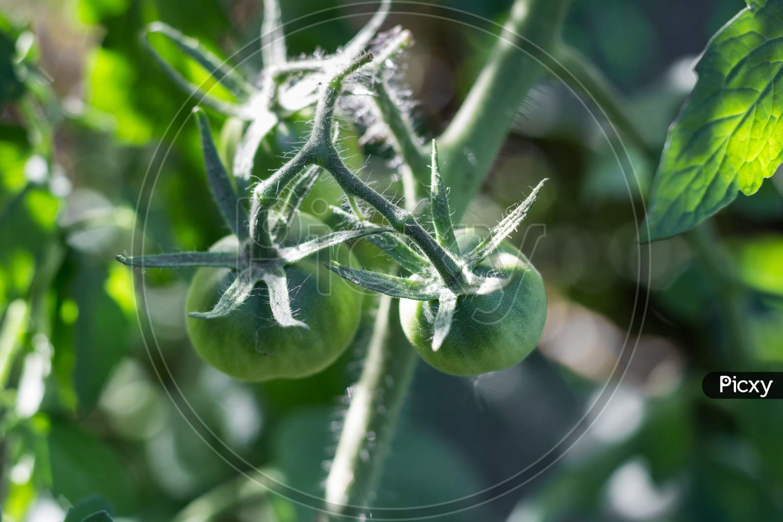Unripe Green Tomatoes On Organic Garden Plant