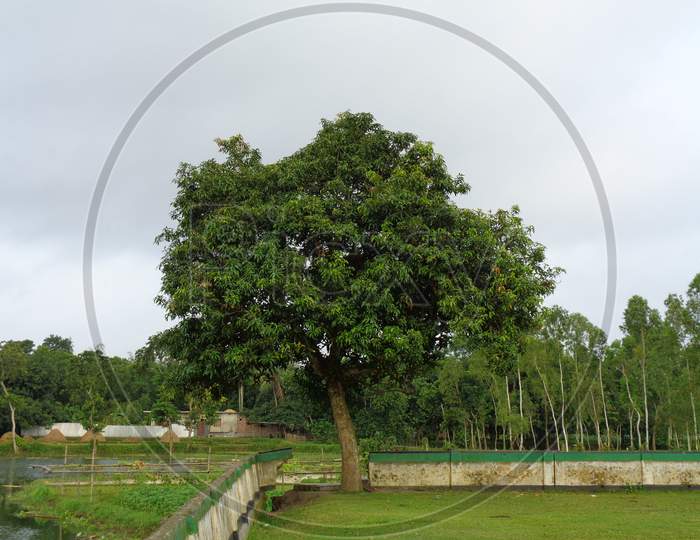 Isolated mango tree in a green  field