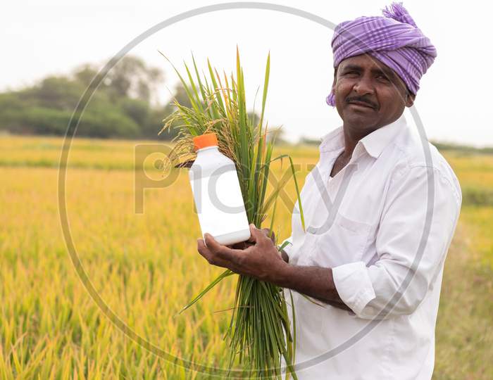 An Indian farmer holding Rice Plants or Paddy Plants in Agriculture Field