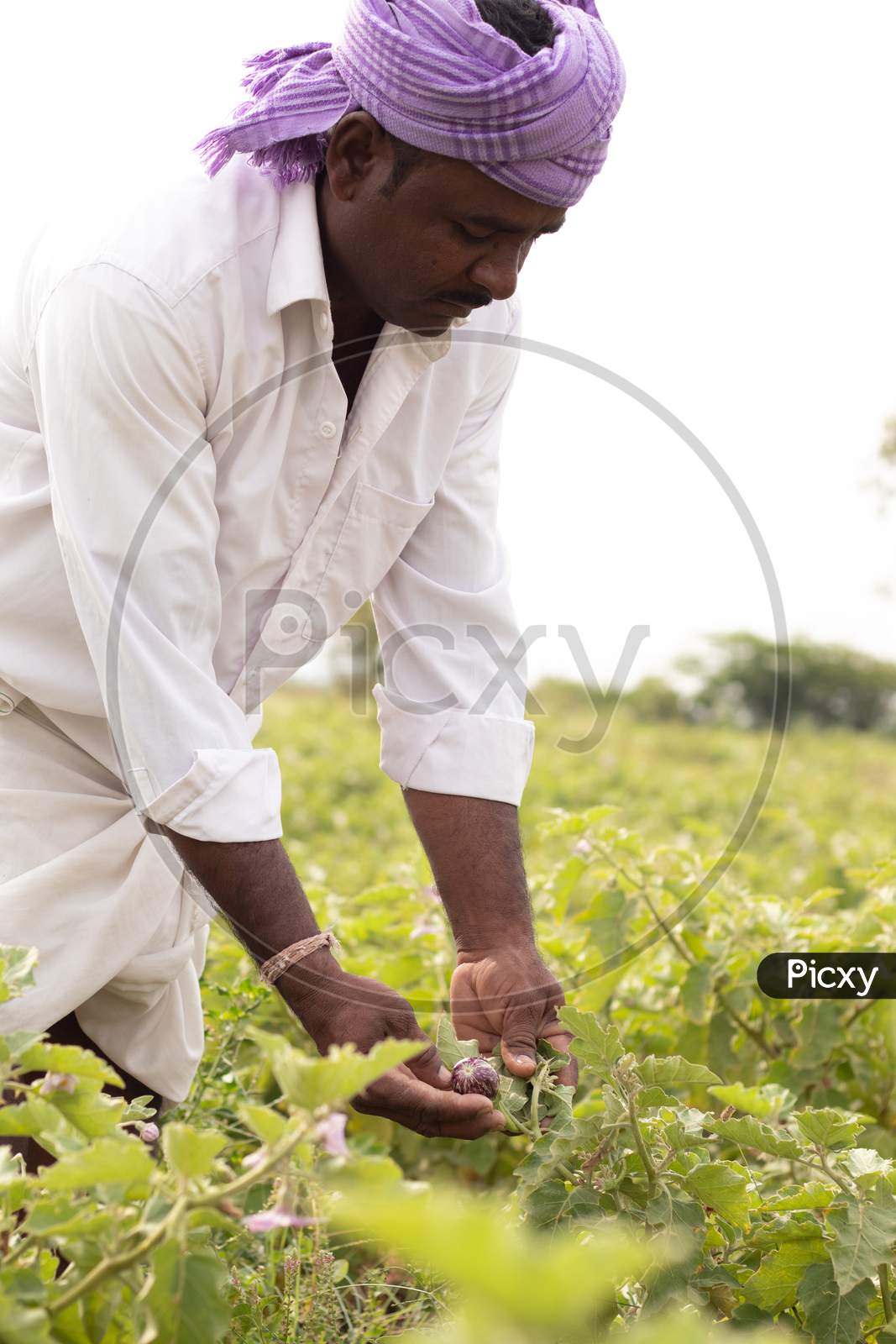 Indian Farmer Working In Agriculture Field