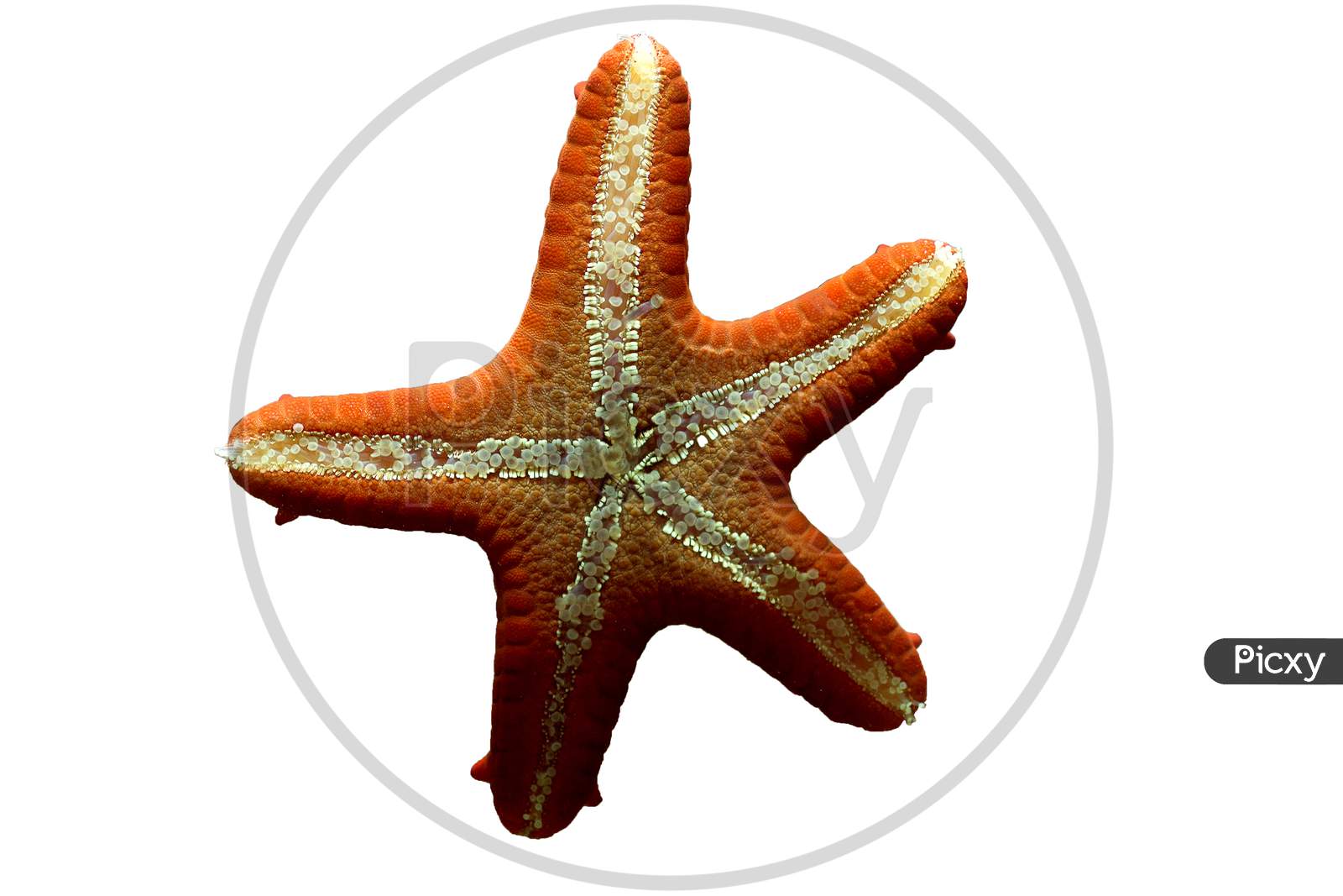 A Star Fish with White Background