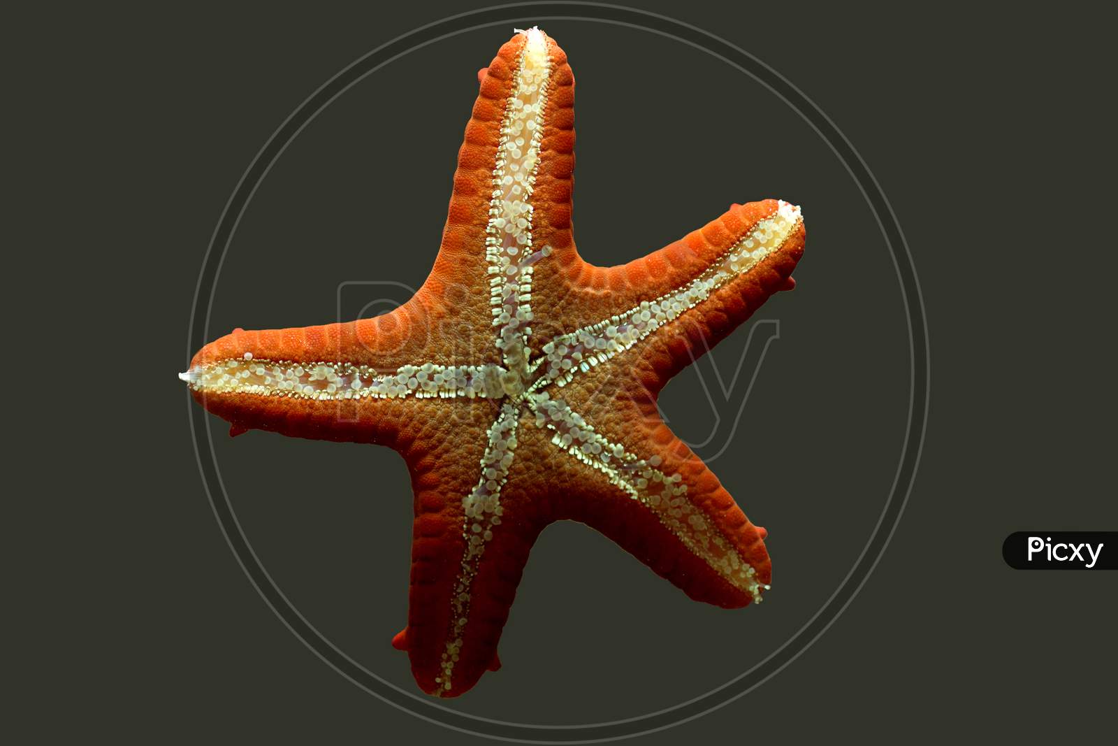 A Star Fish with blur Background
