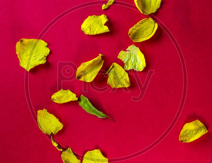 Flower Petals on a Red Background