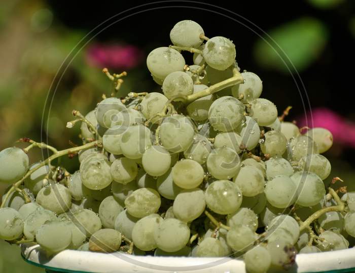 A Bunch Of Fresh Green Grapes.