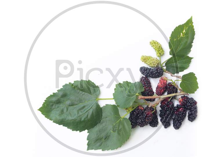 Blackberries With Green Leaves Isolated On White Background