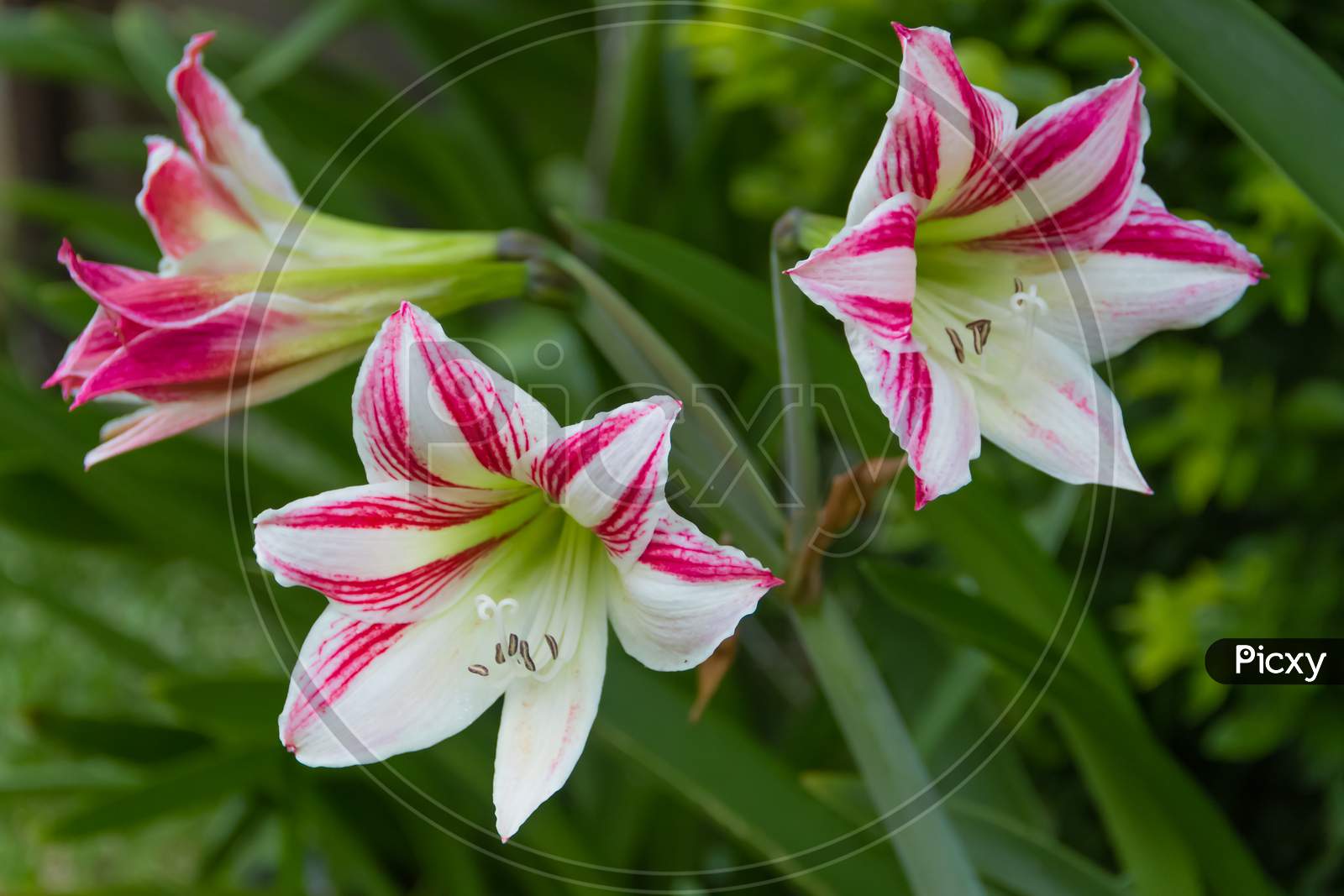Amarcrinum , hybrid plants obtained from artificial crosses between the genera Amaryllis and Crinum