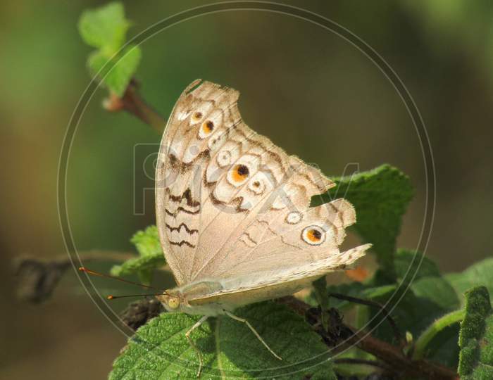 grey pansy butterfly sitting on a green leaf