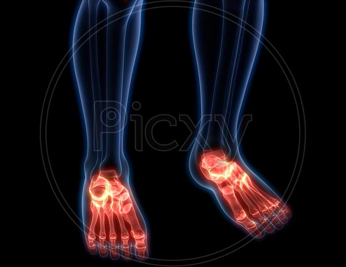 Human Body Skeleton of Foot Anatomy